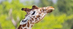 Preview wallpaper giraffe, animal, spots, wildlife