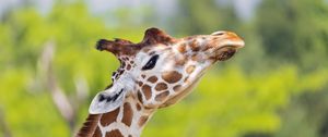 Preview wallpaper giraffe, animal, spots, wildlife