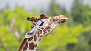 Preview wallpaper giraffe, animal, spots, wildlife