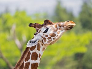 Preview wallpaper giraffe, animal, spots, wildlife