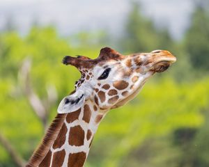 Preview wallpaper giraffe, animal, spots, wildlife