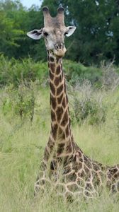 Preview wallpaper giraffe, animal, spots, view, nature