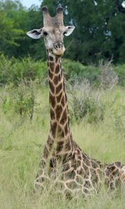 Preview wallpaper giraffe, animal, spots, view, nature