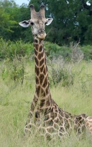 Preview wallpaper giraffe, animal, spots, view, nature
