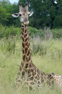 Preview wallpaper giraffe, animal, spots, view, nature