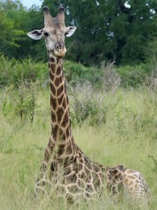 Preview wallpaper giraffe, animal, spots, view, nature