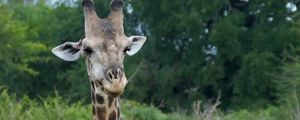 Preview wallpaper giraffe, animal, spots, view, nature
