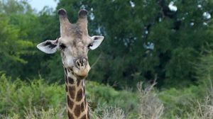 Preview wallpaper giraffe, animal, spots, view, nature
