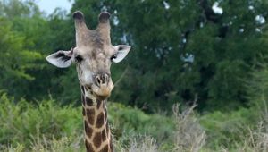 Preview wallpaper giraffe, animal, spots, view, nature