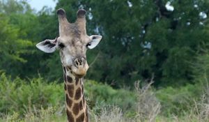 Preview wallpaper giraffe, animal, spots, view, nature