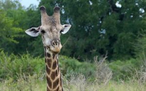Preview wallpaper giraffe, animal, spots, view, nature