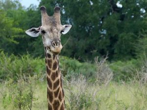 Preview wallpaper giraffe, animal, spots, view, nature