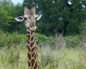 Preview wallpaper giraffe, animal, spots, view, nature