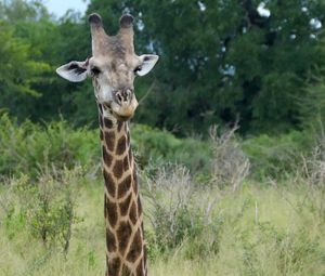 Preview wallpaper giraffe, animal, spots, view, nature