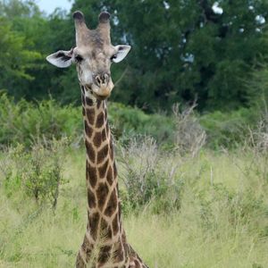 Preview wallpaper giraffe, animal, spots, view, nature