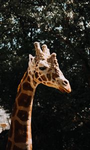 Preview wallpaper giraffe, animal, spots, profile