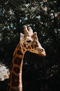 Preview wallpaper giraffe, animal, spots, profile