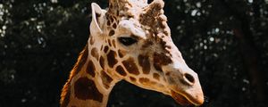 Preview wallpaper giraffe, animal, spots, profile