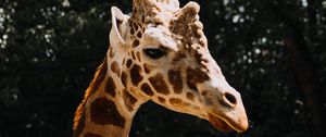 Preview wallpaper giraffe, animal, spots, profile