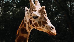 Preview wallpaper giraffe, animal, spots, profile