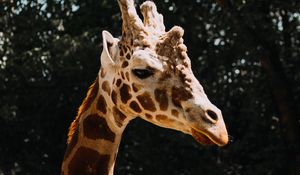 Preview wallpaper giraffe, animal, spots, profile