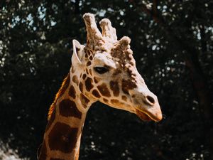 Preview wallpaper giraffe, animal, spots, profile