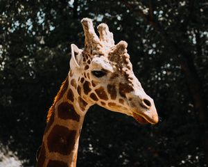 Preview wallpaper giraffe, animal, spots, profile