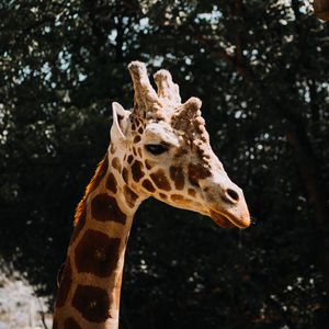 Preview wallpaper giraffe, animal, spots, profile