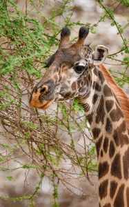 Preview wallpaper giraffe, animal, wildlife, branches, leaves