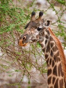 Preview wallpaper giraffe, animal, wildlife, branches, leaves