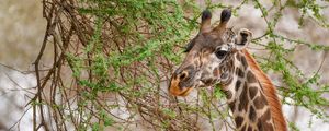 Preview wallpaper giraffe, animal, wildlife, branches, leaves