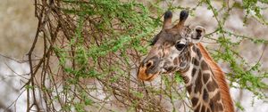 Preview wallpaper giraffe, animal, wildlife, branches, leaves