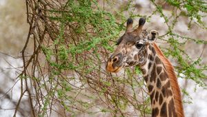 Preview wallpaper giraffe, animal, wildlife, branches, leaves