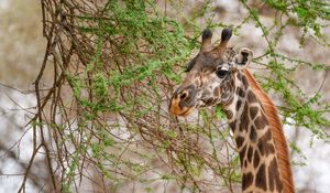 Preview wallpaper giraffe, animal, wildlife, branches, leaves