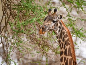 Preview wallpaper giraffe, animal, wildlife, branches, leaves