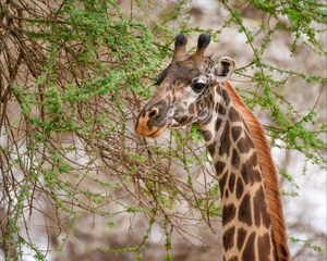 Preview wallpaper giraffe, animal, wildlife, branches, leaves