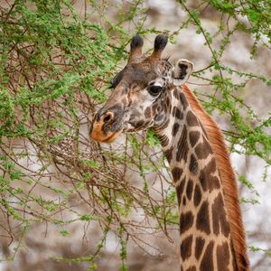 Preview wallpaper giraffe, animal, wildlife, branches, leaves