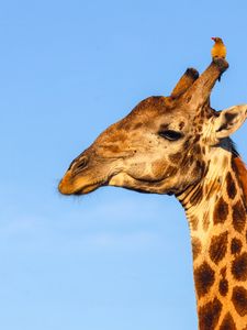 Preview wallpaper giraffe, animal, wildlife, sky