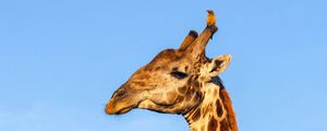 Preview wallpaper giraffe, animal, wildlife, sky