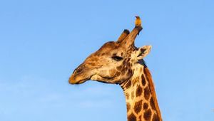 Preview wallpaper giraffe, animal, wildlife, sky