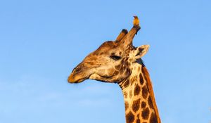 Preview wallpaper giraffe, animal, wildlife, sky