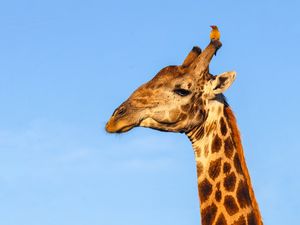 Preview wallpaper giraffe, animal, wildlife, sky