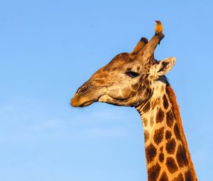 Preview wallpaper giraffe, animal, wildlife, sky