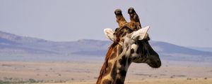 Preview wallpaper giraffe, animal, wildlife