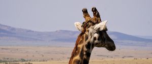 Preview wallpaper giraffe, animal, wildlife