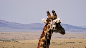 Preview wallpaper giraffe, animal, wildlife