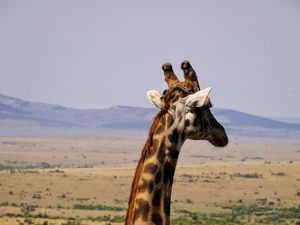 Preview wallpaper giraffe, animal, wildlife