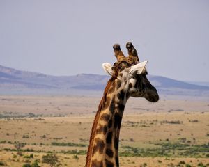 Preview wallpaper giraffe, animal, wildlife