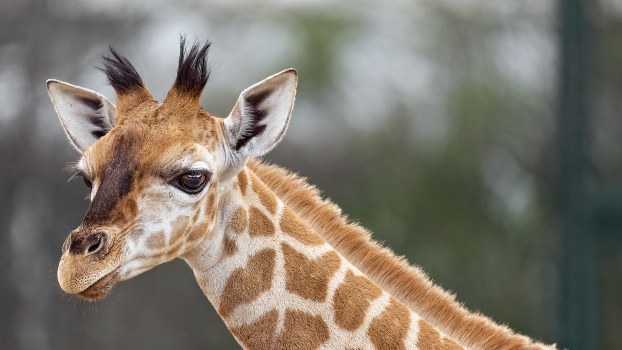 Wallpaper giraffe, animal, wildlife, blur