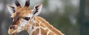 Preview wallpaper giraffe, animal, wildlife, blur